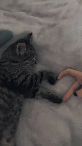 Стикер котики