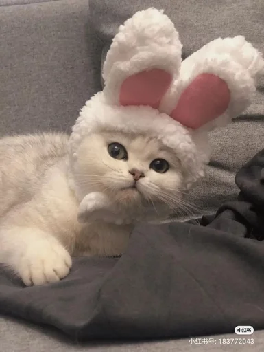 Стикер котики