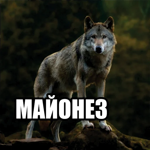 Стикер Волчьи мемы