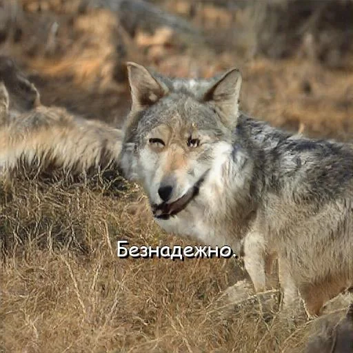 Стикер neurovolk