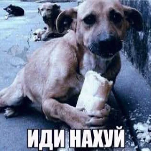 Стикер ниа дебич