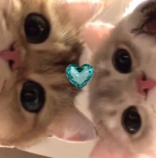 Стикер Котики