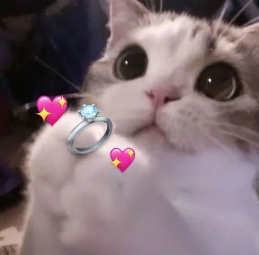 Стикер Котики