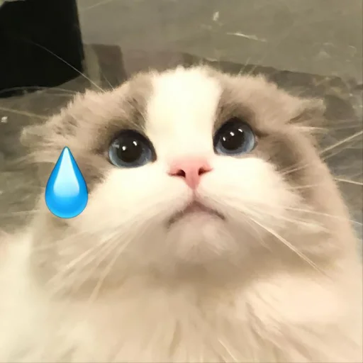 Стикер Котики