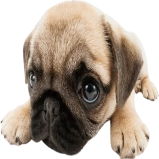 Стикер doggies