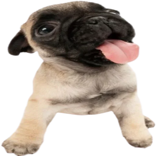 Стикер doggies