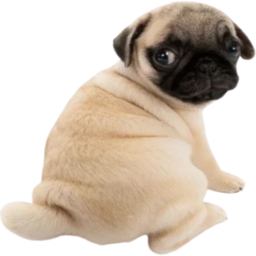 Стикер doggies