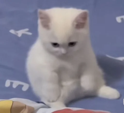 Стикер Cats | Котики