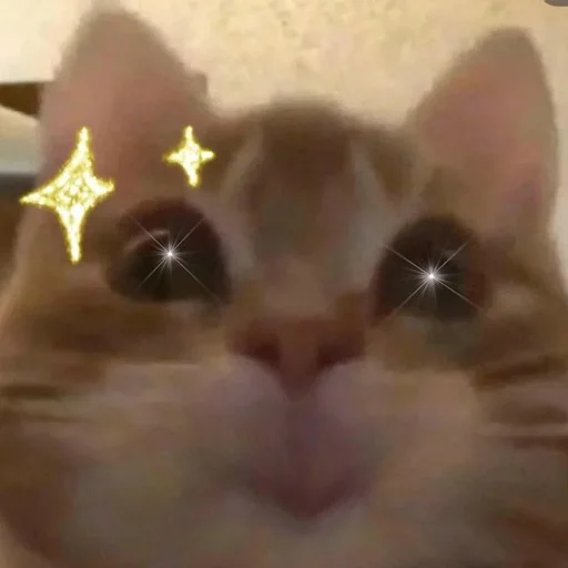 Стикер Cats | Котики