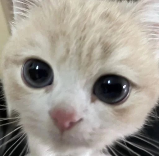 Стикер Cats | Котики