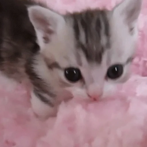 Стикер nuresen