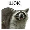 Стикер offensive_raccoons
