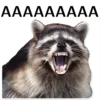 Стикер offensive_raccoons