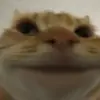 Стикер КОТЫ