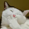Стикер КОТЫ