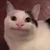 Стикер КОТЫ