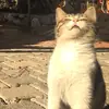 Стикер КОТЫ