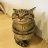 🐱