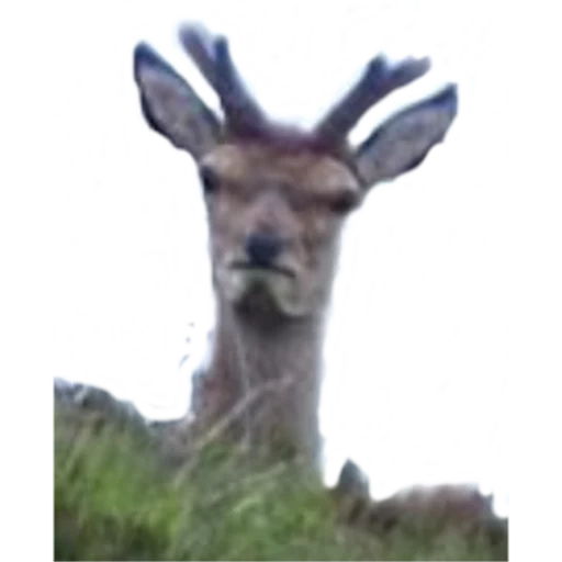 Стикер opgdobro