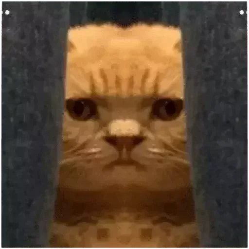 Стикер Caution