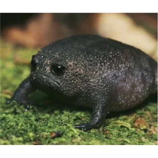 Стикер Паг Лягух