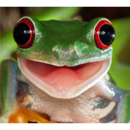 Стикер Паг Лягух