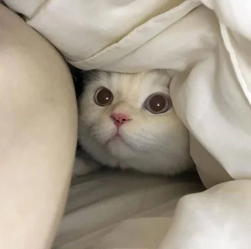 Стикер Cute animals