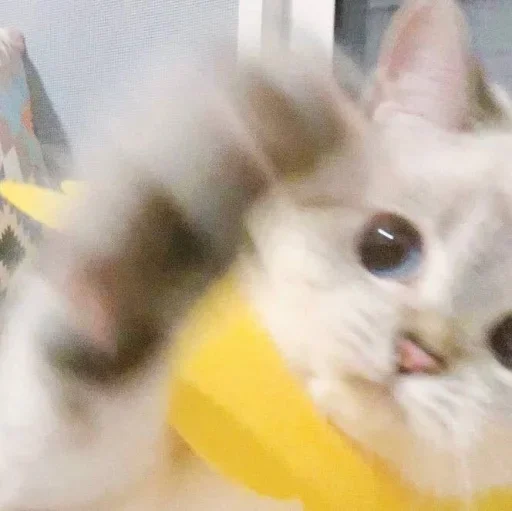 Стикер Cute animals