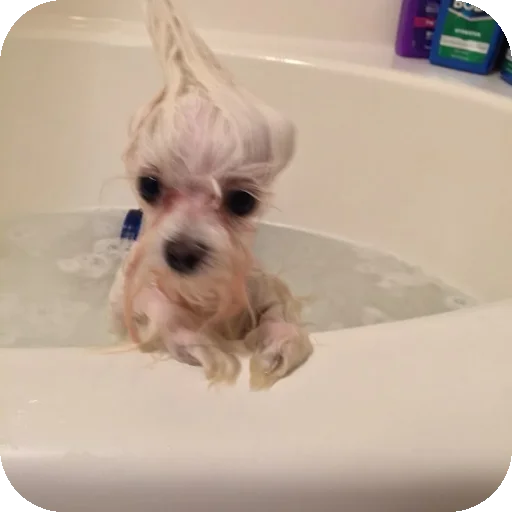 Стикер песики