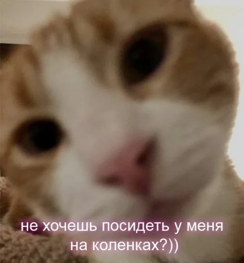 Стикер Пикчи для общения