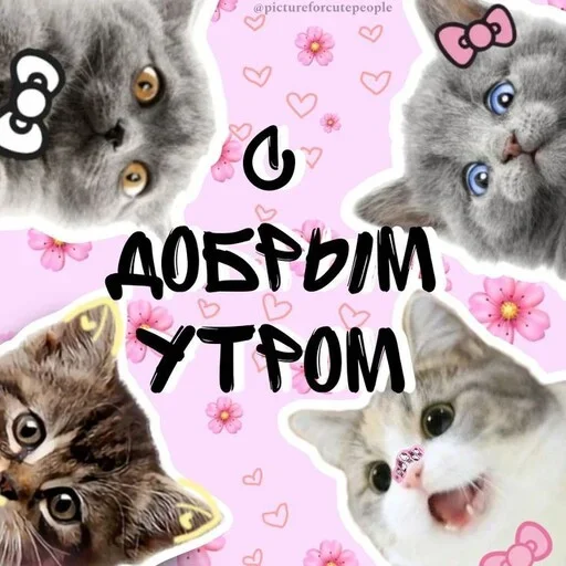 Стикер Котики и фразочки