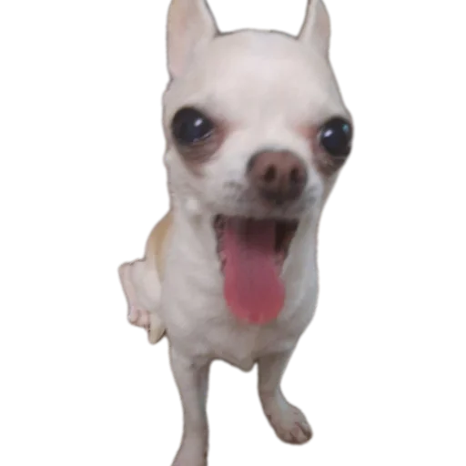 Стикер Тоша и Чихуахуа