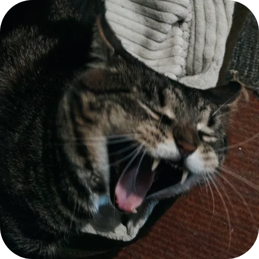 Стикер Тоша и Чихуахуа