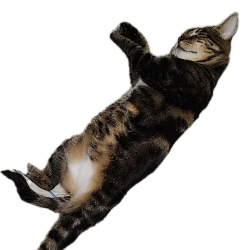 Стикер Тоша и Чихуахуа