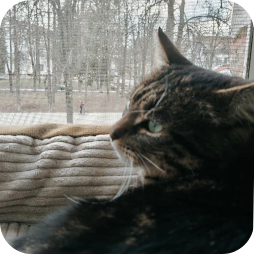 Стикер Тоша и Чихуахуа