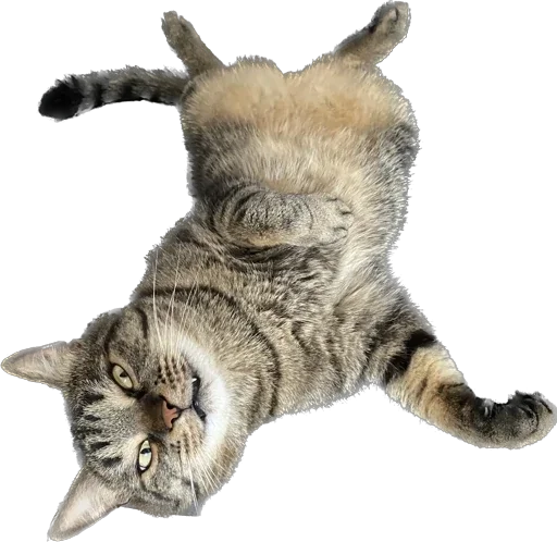 Стикер Png ios 16 ٩( ᐛ )و