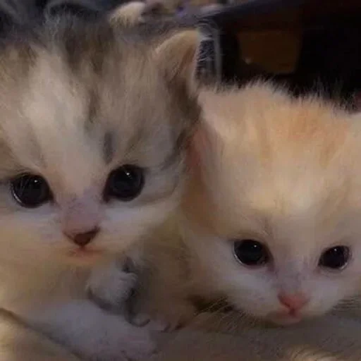 Стикер pqpqppqpqpqpqpqp