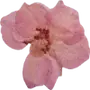 Эмодзи Pressed flowers