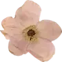 Эмодзи Pressed flowers