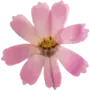 Эмодзи Pressed flowers