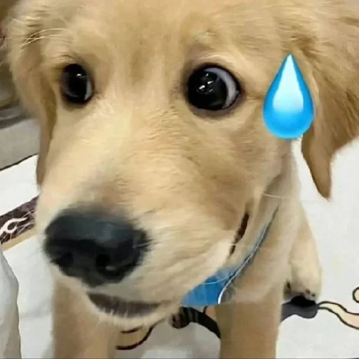 Стикер puppy dogs