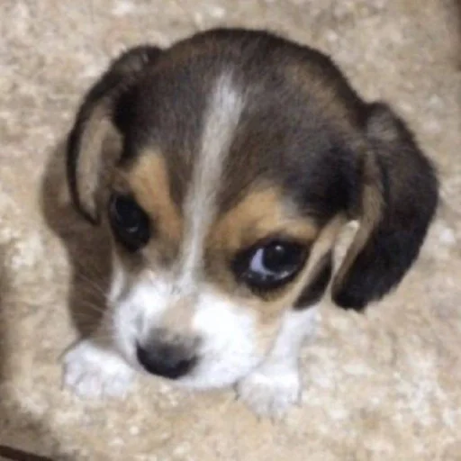 Стикер puppy dogs