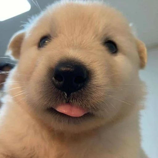 Стикер puppy dogs