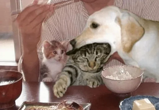 Стикер пуссис