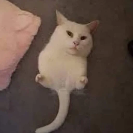 Стикер пуссис