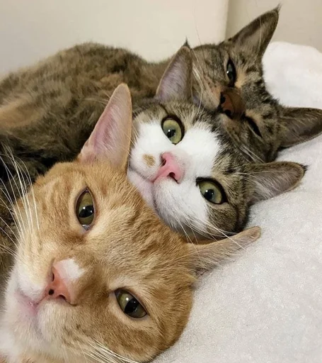 Стикер пуссис