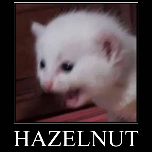 Стикер пуссис