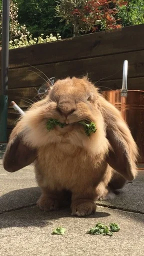 Стикер 🐰RABBITS🐰