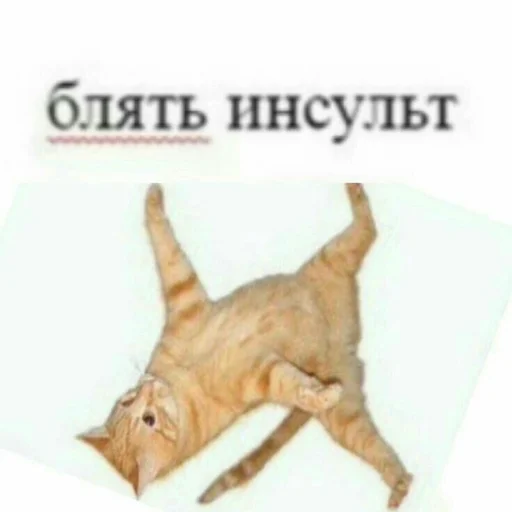 Стикер Memes