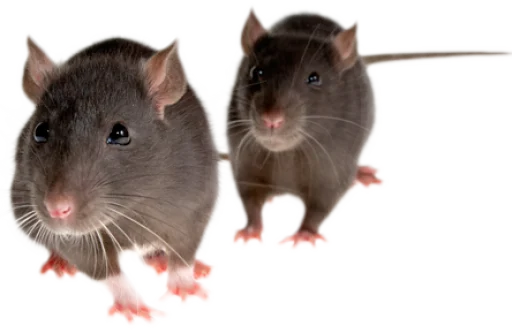 Стикер 🐀🐸 крыски, жабки